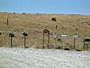 0024 Canberra Mailboxes.JPG